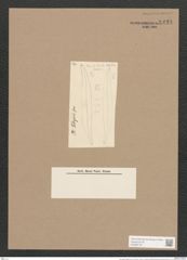 Pleurosigma febigerii Grun. (de-Toni-Nr.: Genus 13, Species 1088) Zeichnungen Sammlung Grunow Nr. 2114 (NHMW-BOT-W0369145)